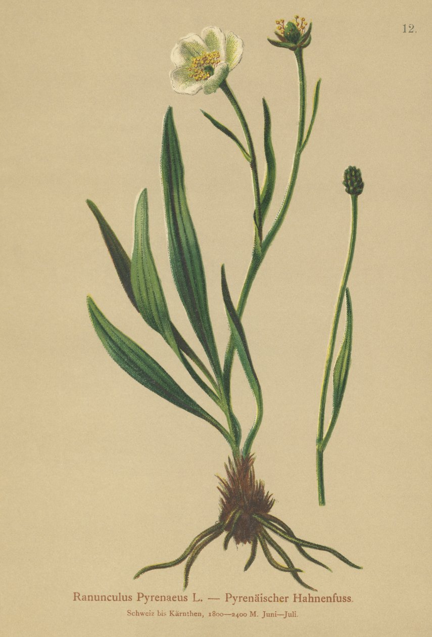 Pyreneisk kråkefot (Ranunculus Pyrenaeus) av German School