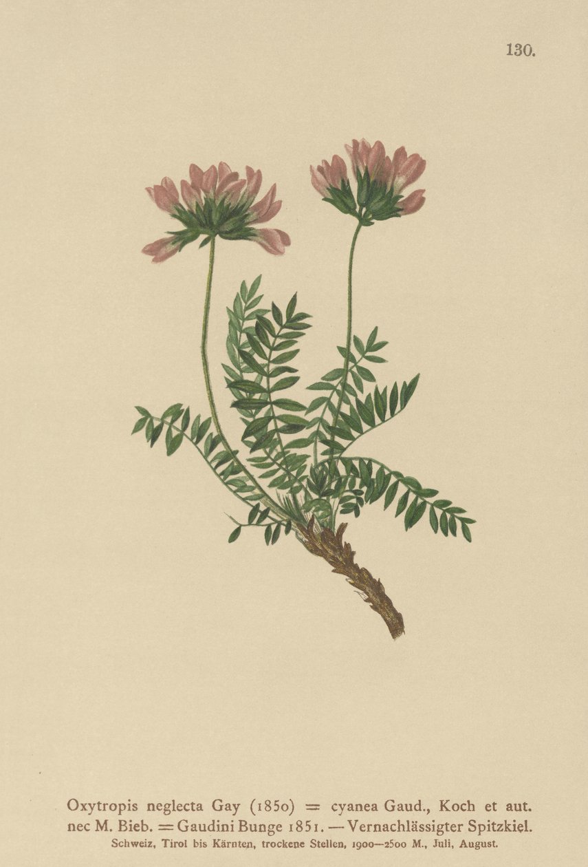 Pyreneisk melkevikke (Oxytropis neglectus, Oxytropis cyanea, Oxytropis Gaudini, Oxytropis albana, Oxytropis caucasica, Oxytropis pyrenaica, Astragalus pyrenaicus) av German School