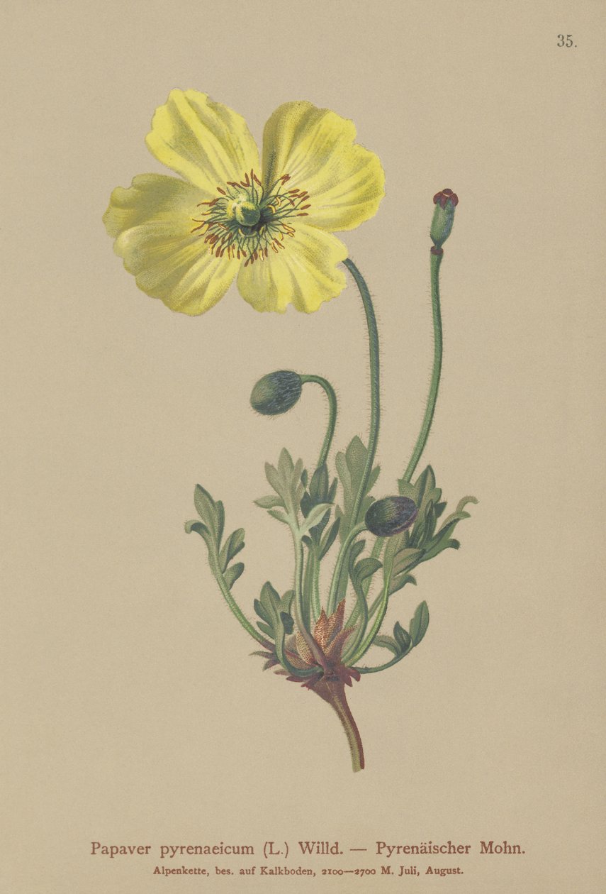 Pyreneisk valmue (Papaver pyrenaeicum, Papaver alpinum sub.) av German School