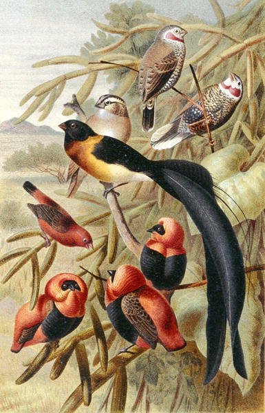 Quelea, plate fra "Brehms Tierleben: Allgemeine Kunde des Tierreichs", bd. 4, s. 352, utgitt av Bibliographisches Institut av German School