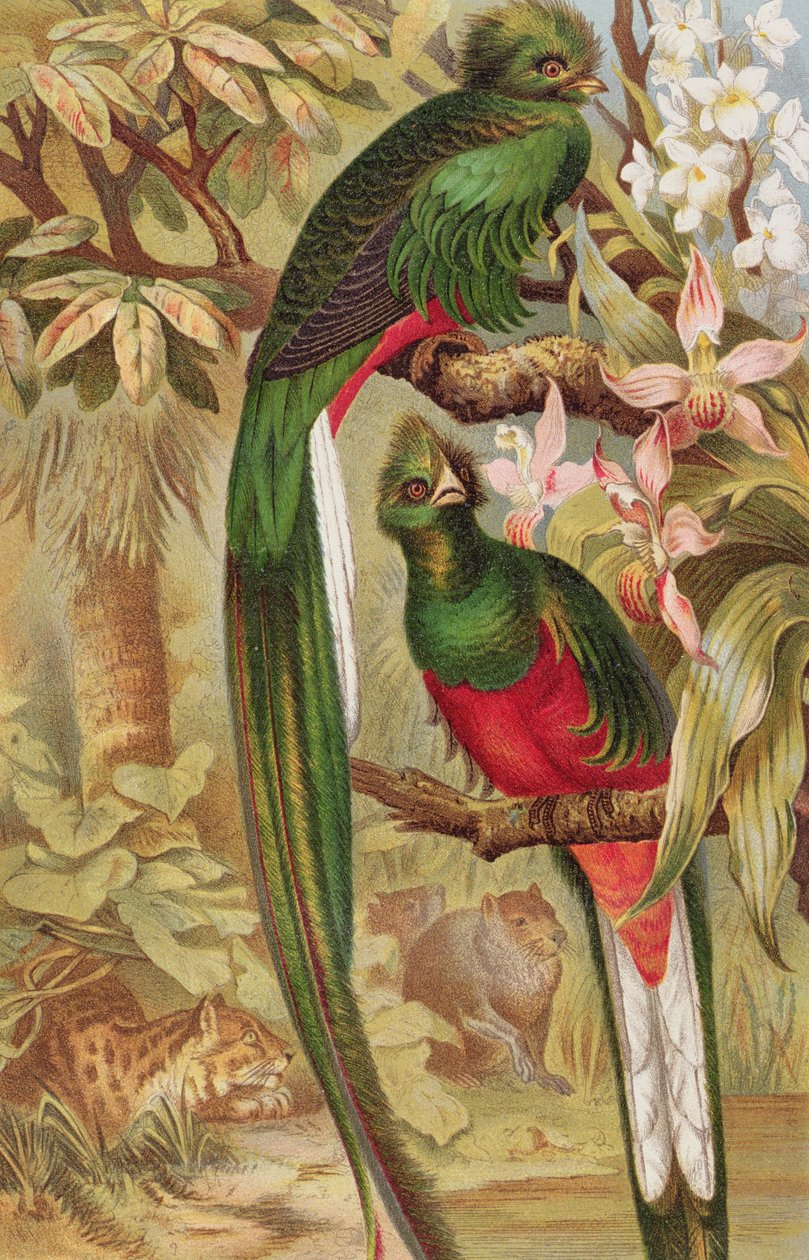 Quetzal, plate fra Brehms Tierleben: Allgemeine Kunde des Tierreichs, vol.5, s.6, utgitt av Bibliographisches Institut, 1892 av German School