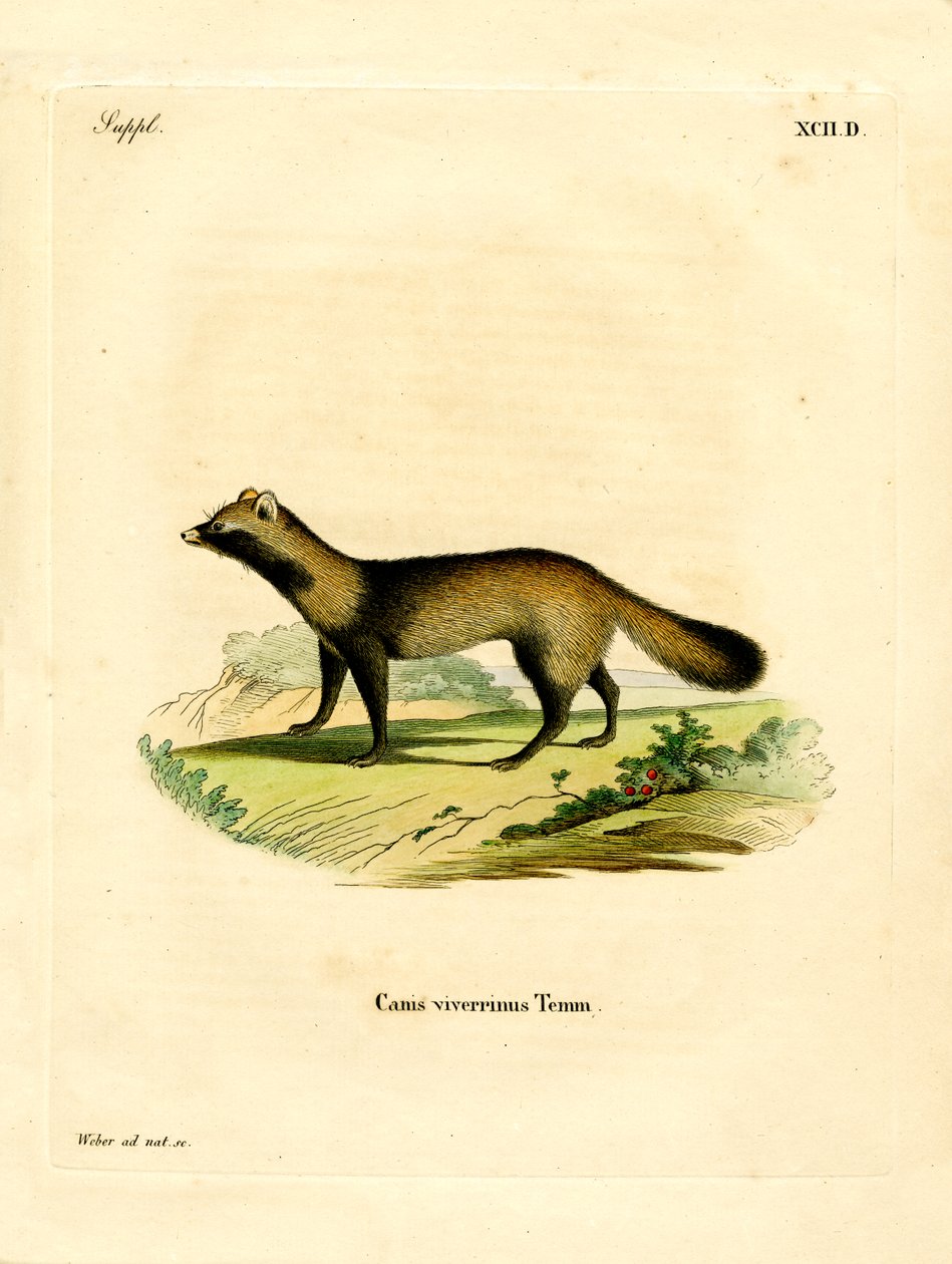Raccoon Dog (farget gravering) av German School