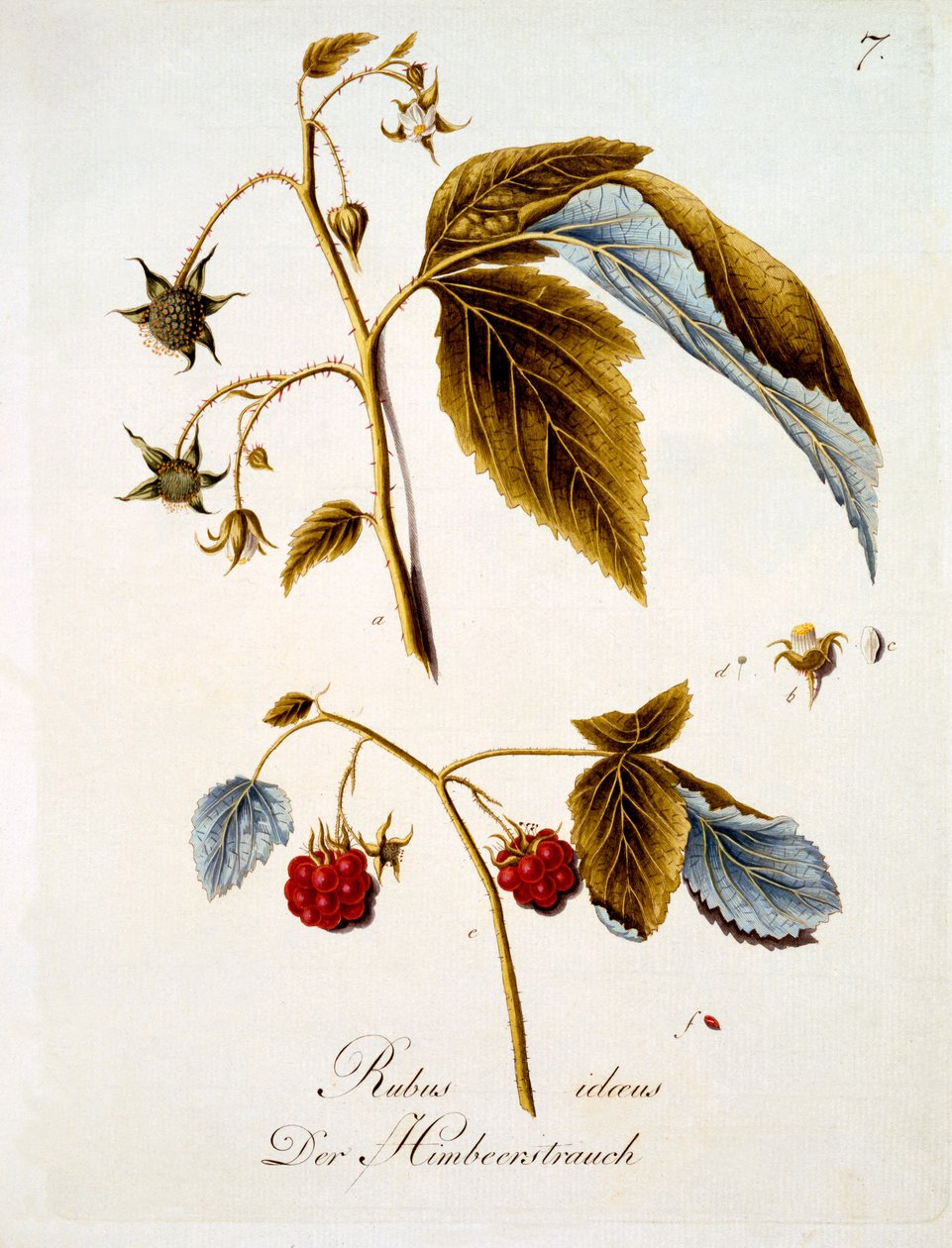 Bringebær, illustrasjon fra en bok med tyske ville blomster av Johann Daniel von Reitter, utgitt ca. 1803-5 av German School