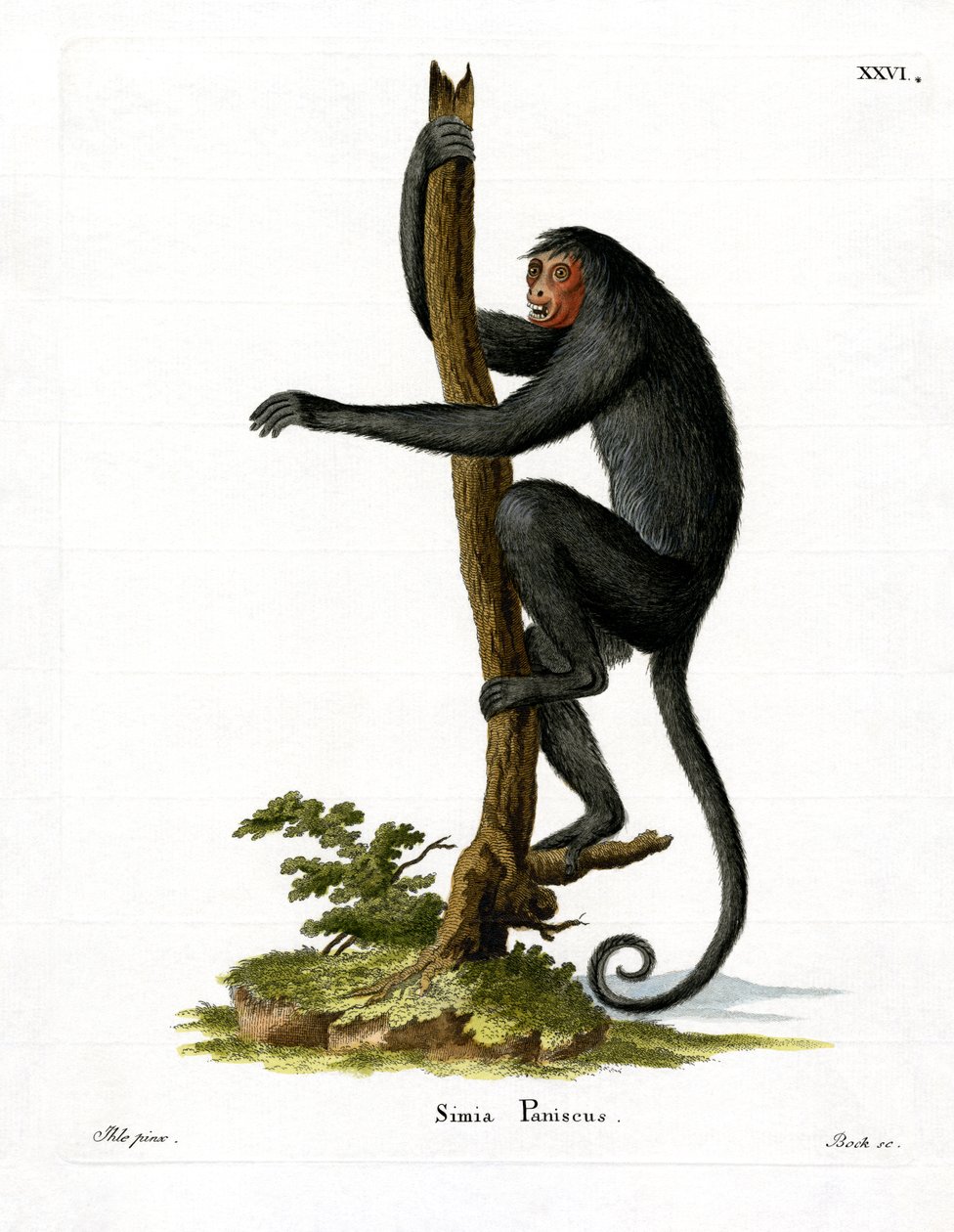 Red-faced Spider Monkey (farget gravering) av German School