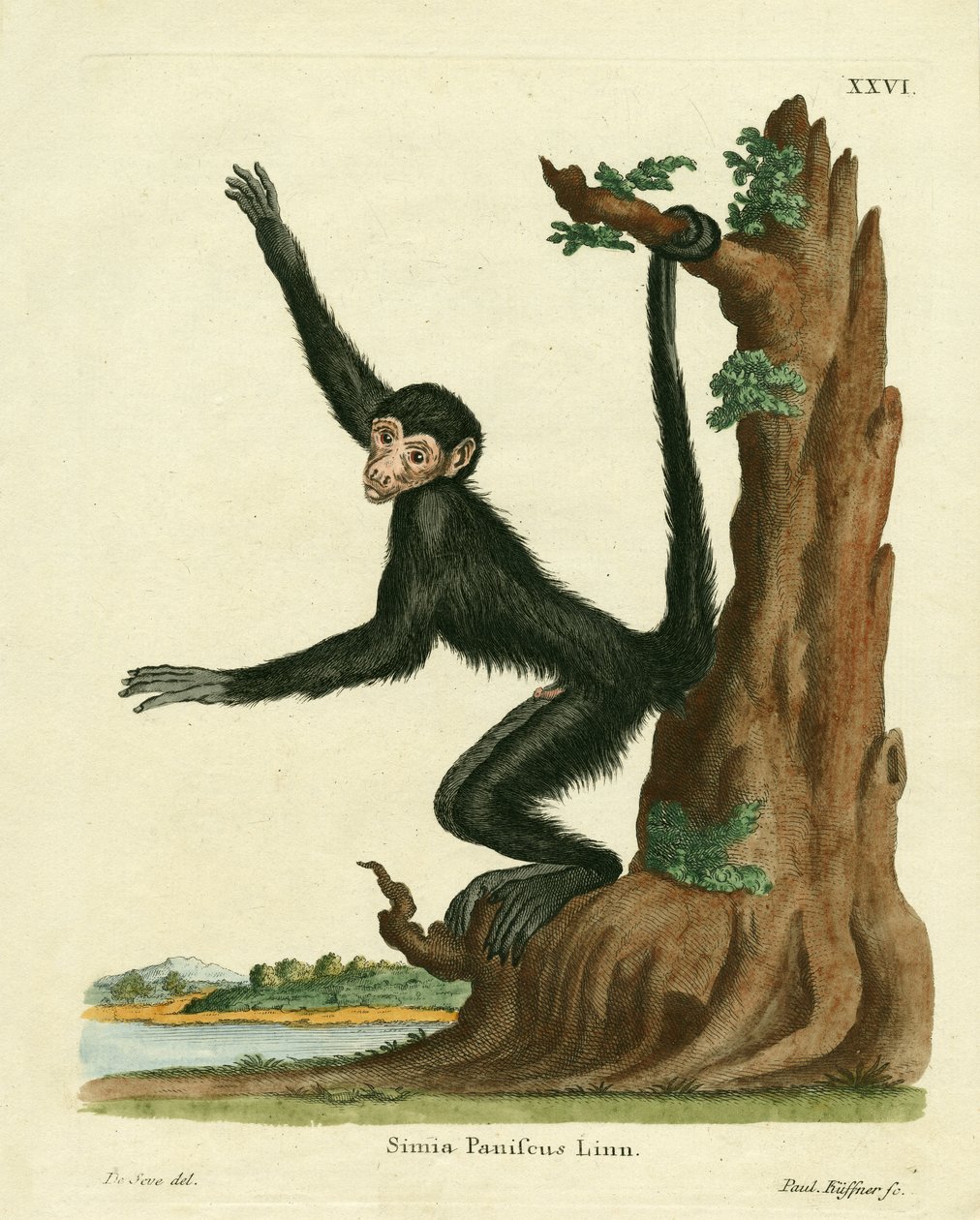 Red-faced Spider Monkey (farget gravering) av German School