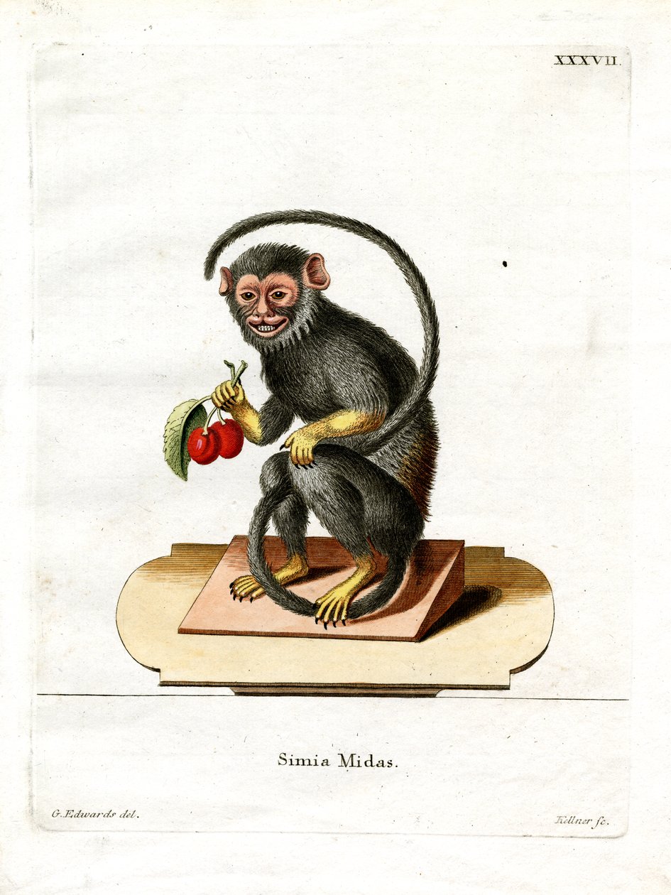 Red-handed Tamarin (farget gravering) av German School