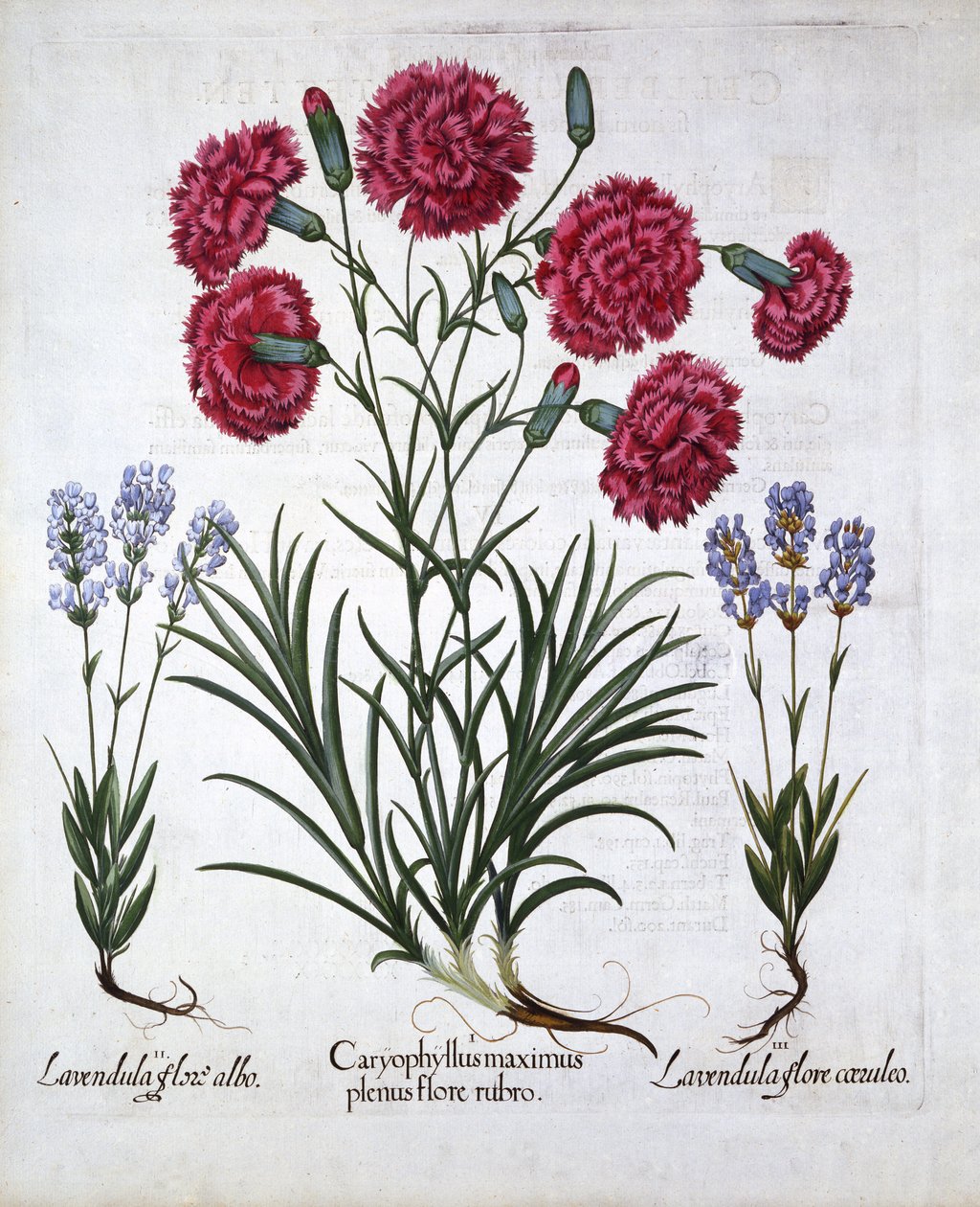 Rød nellik og lavendel, fra Hortus Eystettensis, av Basil Besler (1561-1629), pub. 1613 (håndfarget gravering) av German School