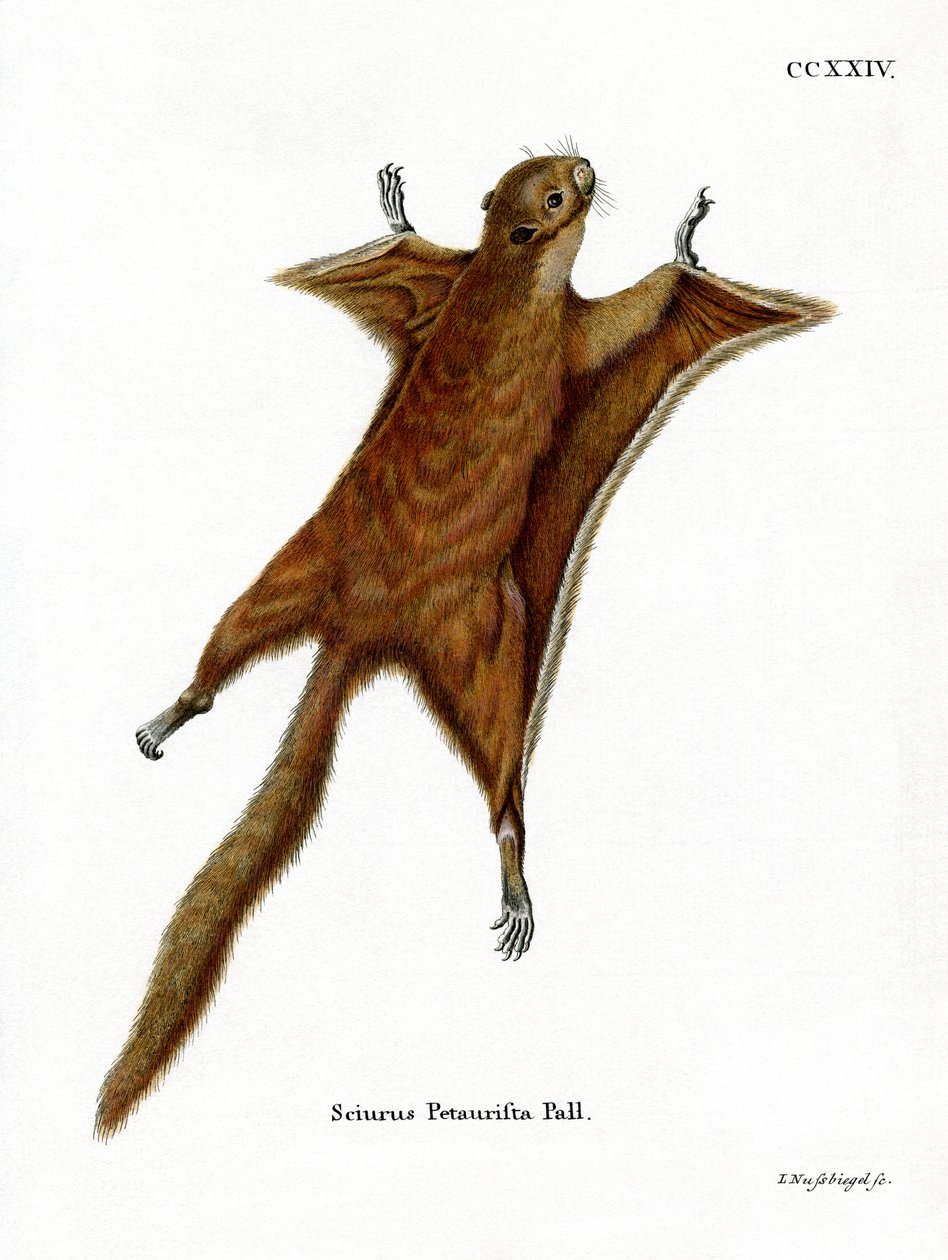 Red Giant Flying Squirrel (farget gravering) av German School