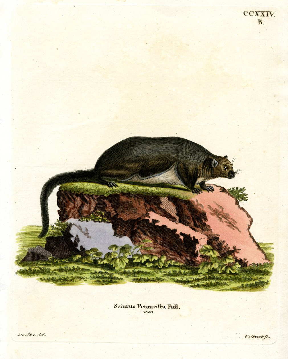 Red Giant Flying Squirrel (farget gravering) av German School