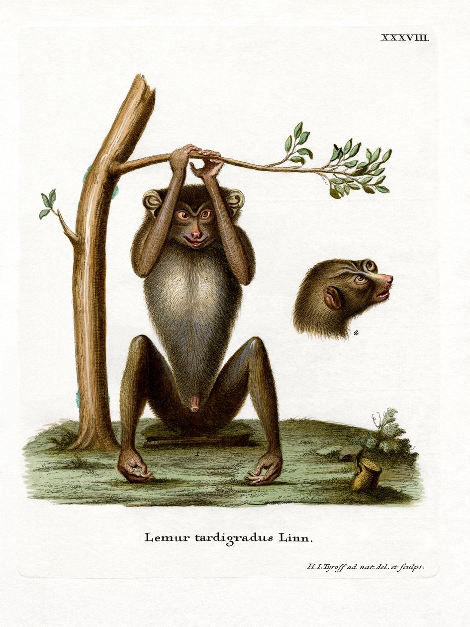 Red Slender Loris (farget gravering) av German School