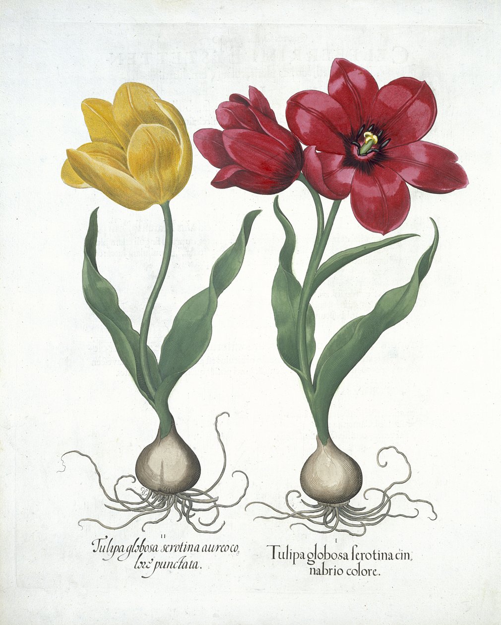 Rød og gul tulipan, fra Hortus Eystettensis, av Basil Besler (1561-1629) pub. 1613 (håndfarget gravering) av German School
