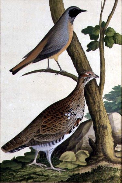 Rødstjert (Phoenicurus phoenicurus) og hasselhøne, ca. 1740 (akvarell på papir) av German School