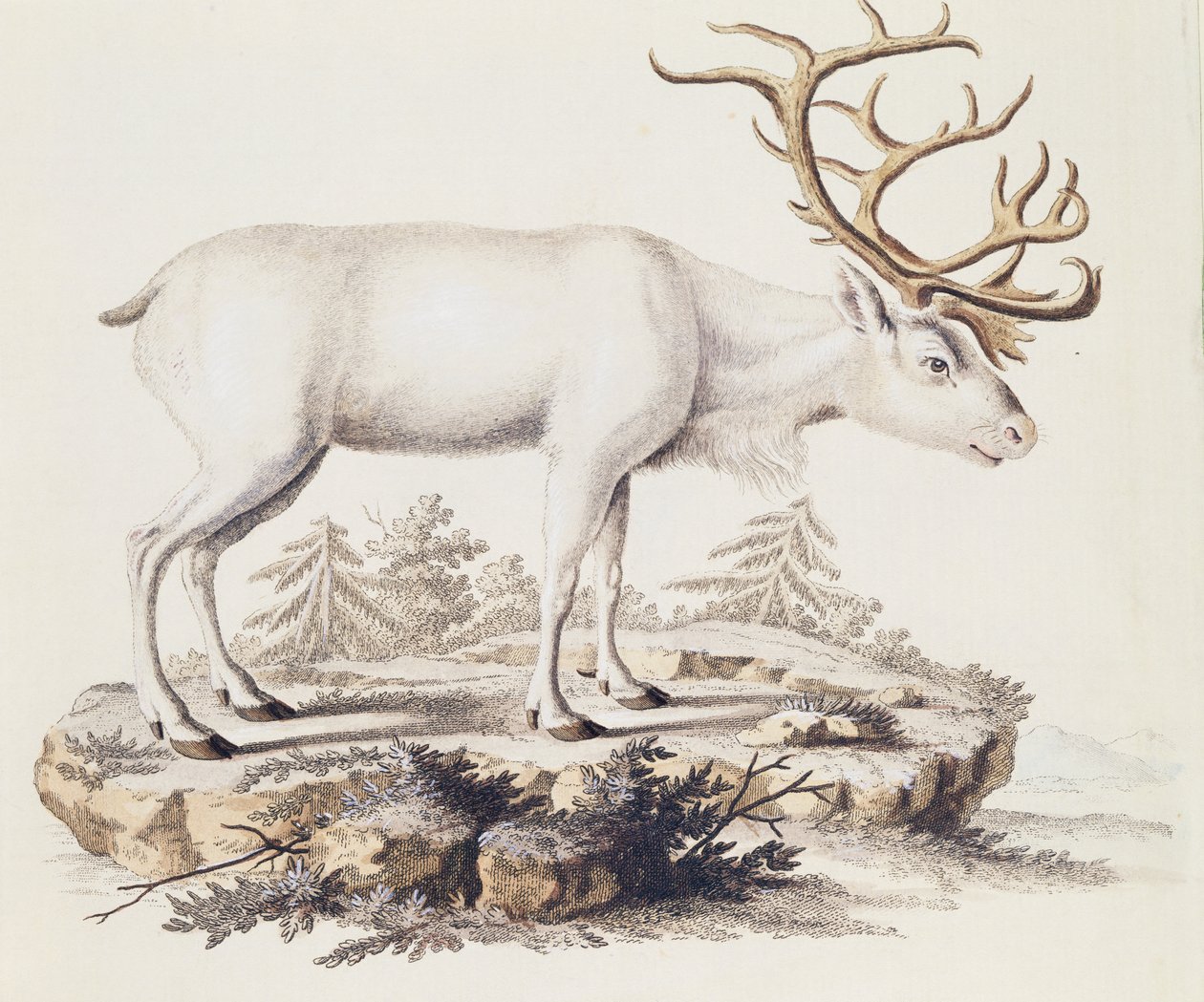 Reinsdyr (Cervus tarandus), fra Pattedyr illustrert fra Nature med beskrivelser, av Johann Christian Daniel von Schreber (1739-1810), gravering av I Nufsbiegel, bind 5, tabell 248-C, Tyskland av German School