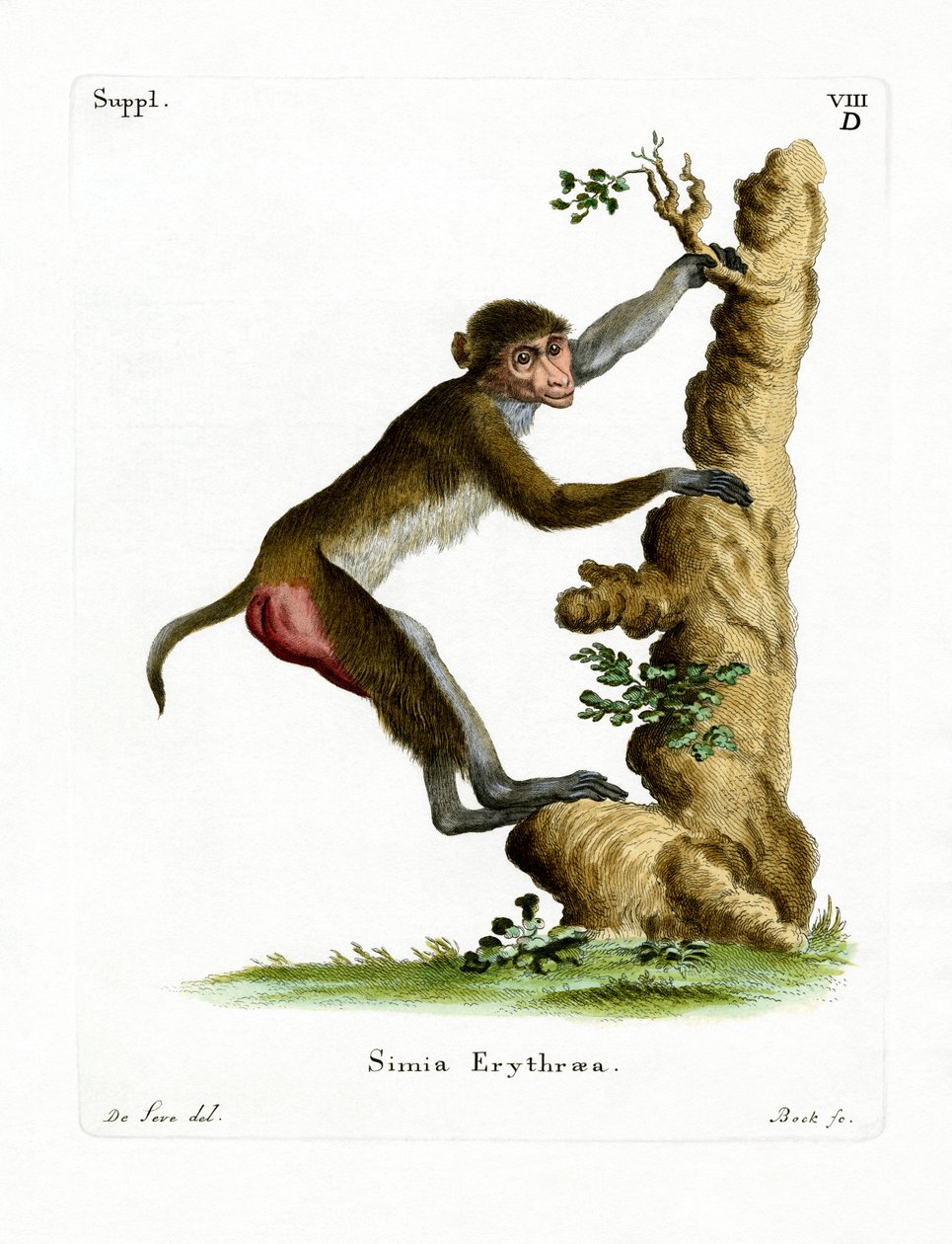 Rhesus Macaque (farget gravering) av German School