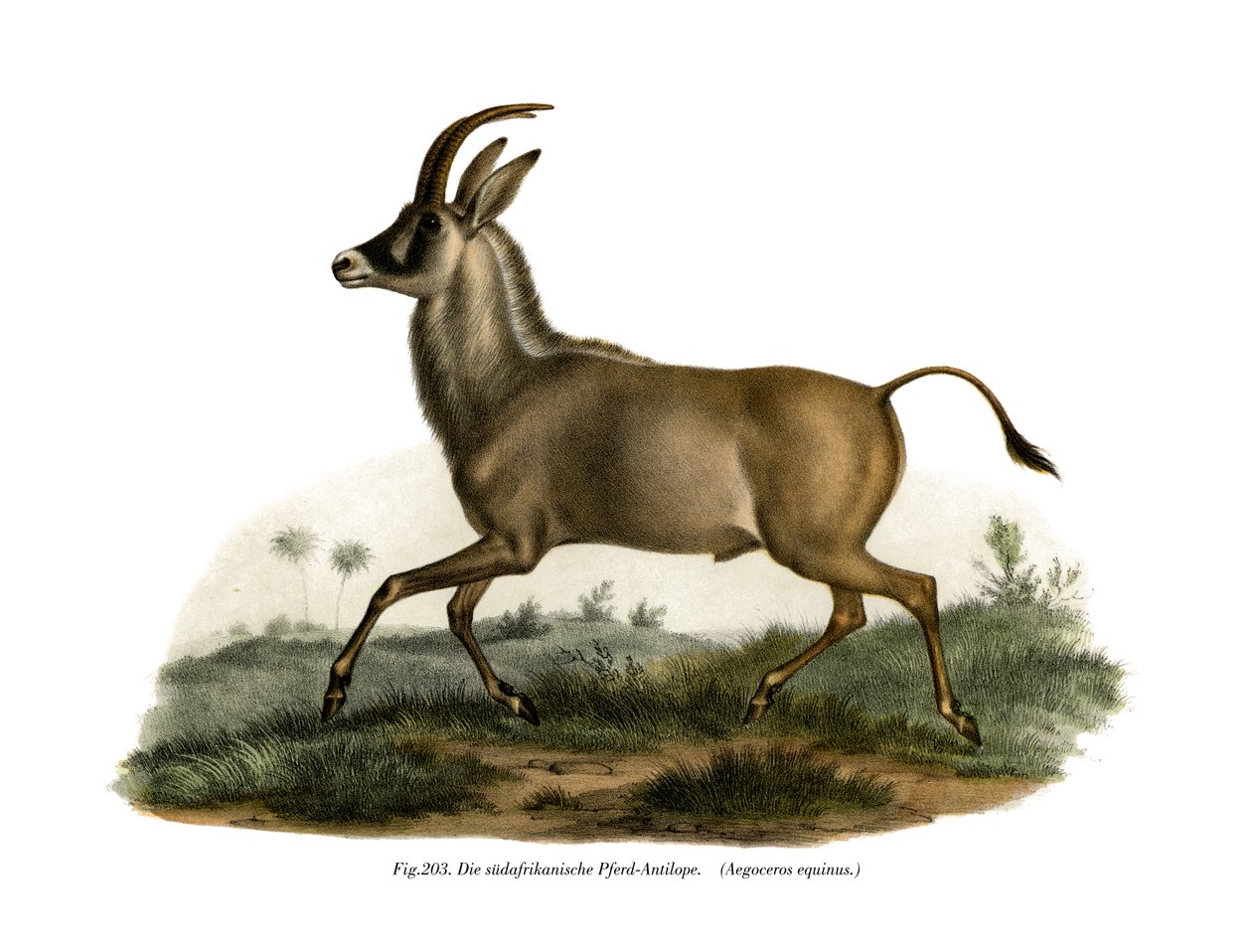 Roan Antilope, 1860 av German School