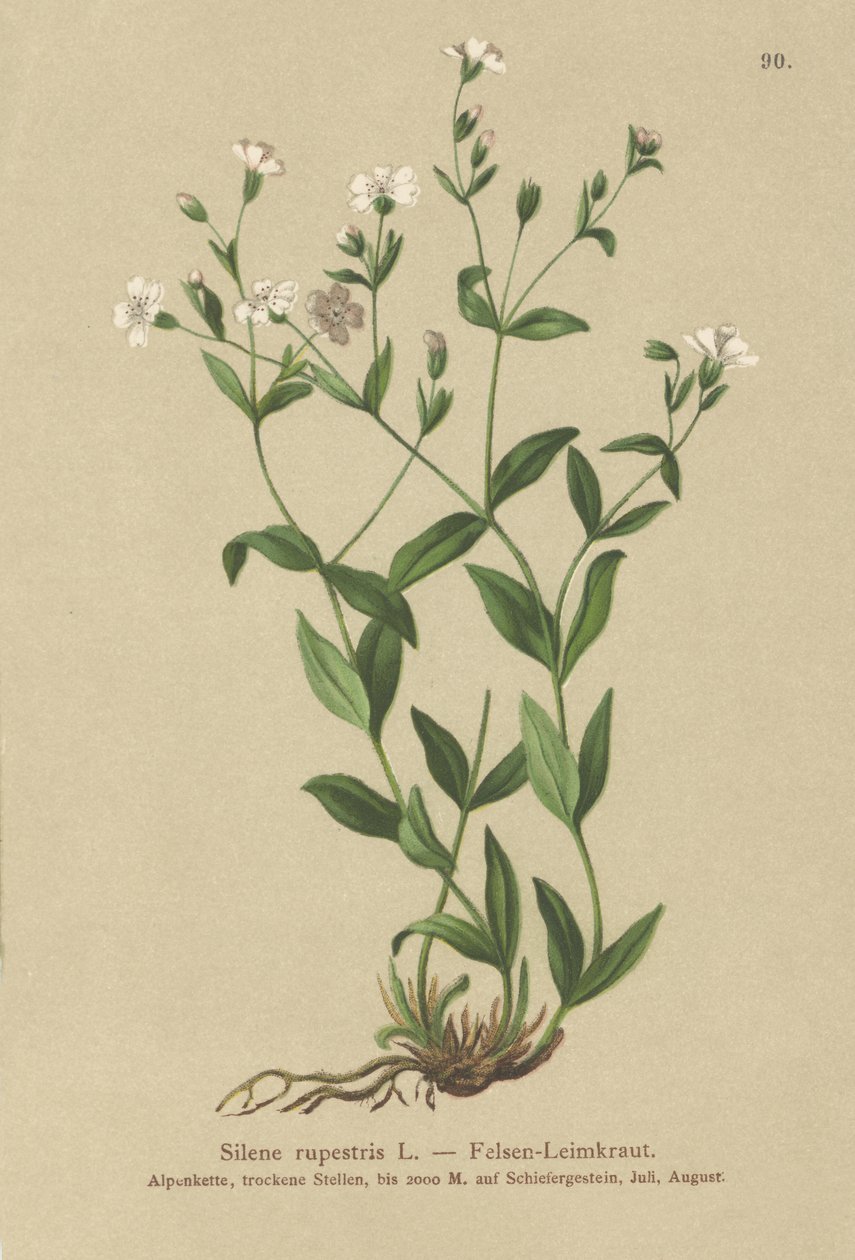 Rock Campion (Silene rupestris) av German School