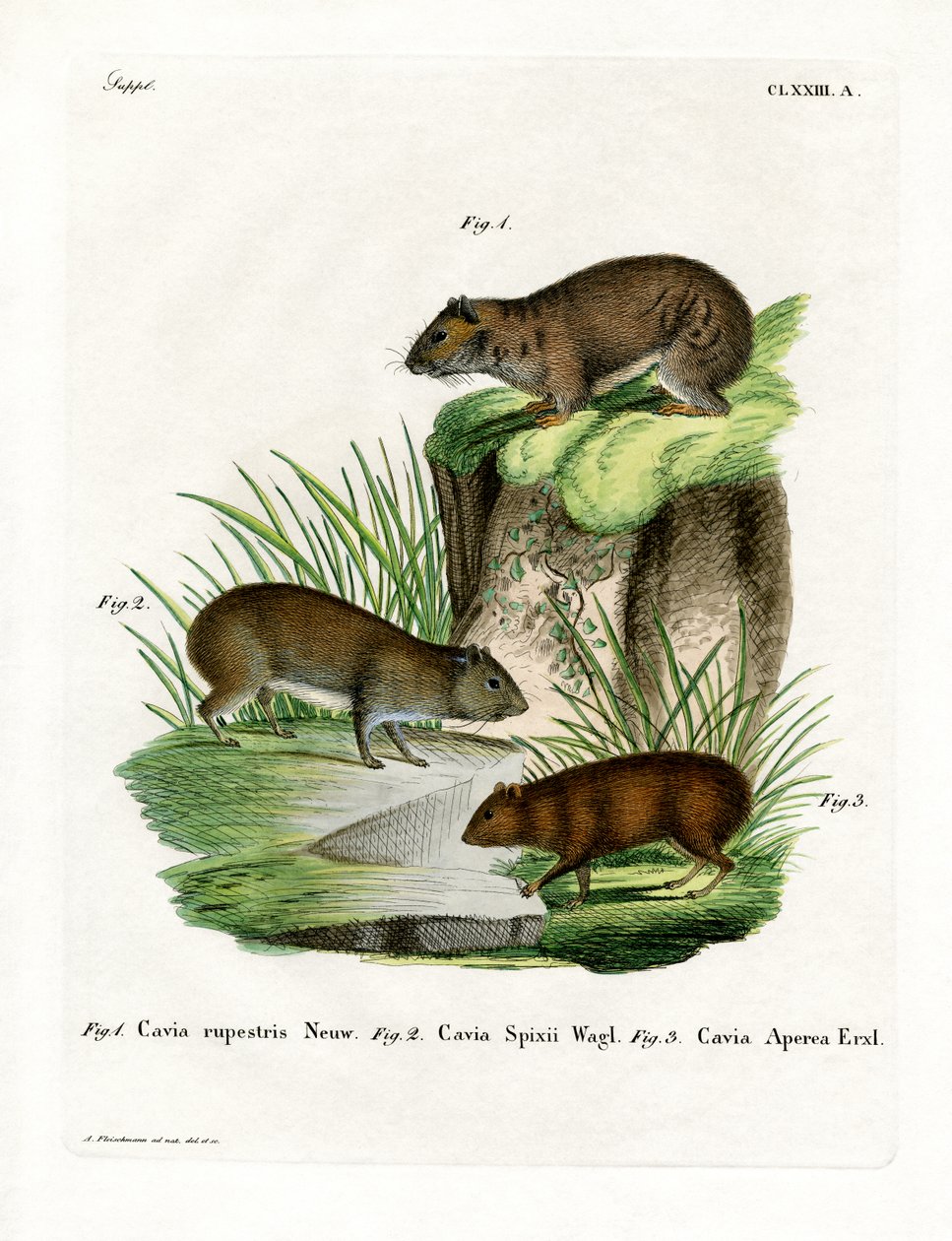 Rock Cavy (farget gravering) av German School