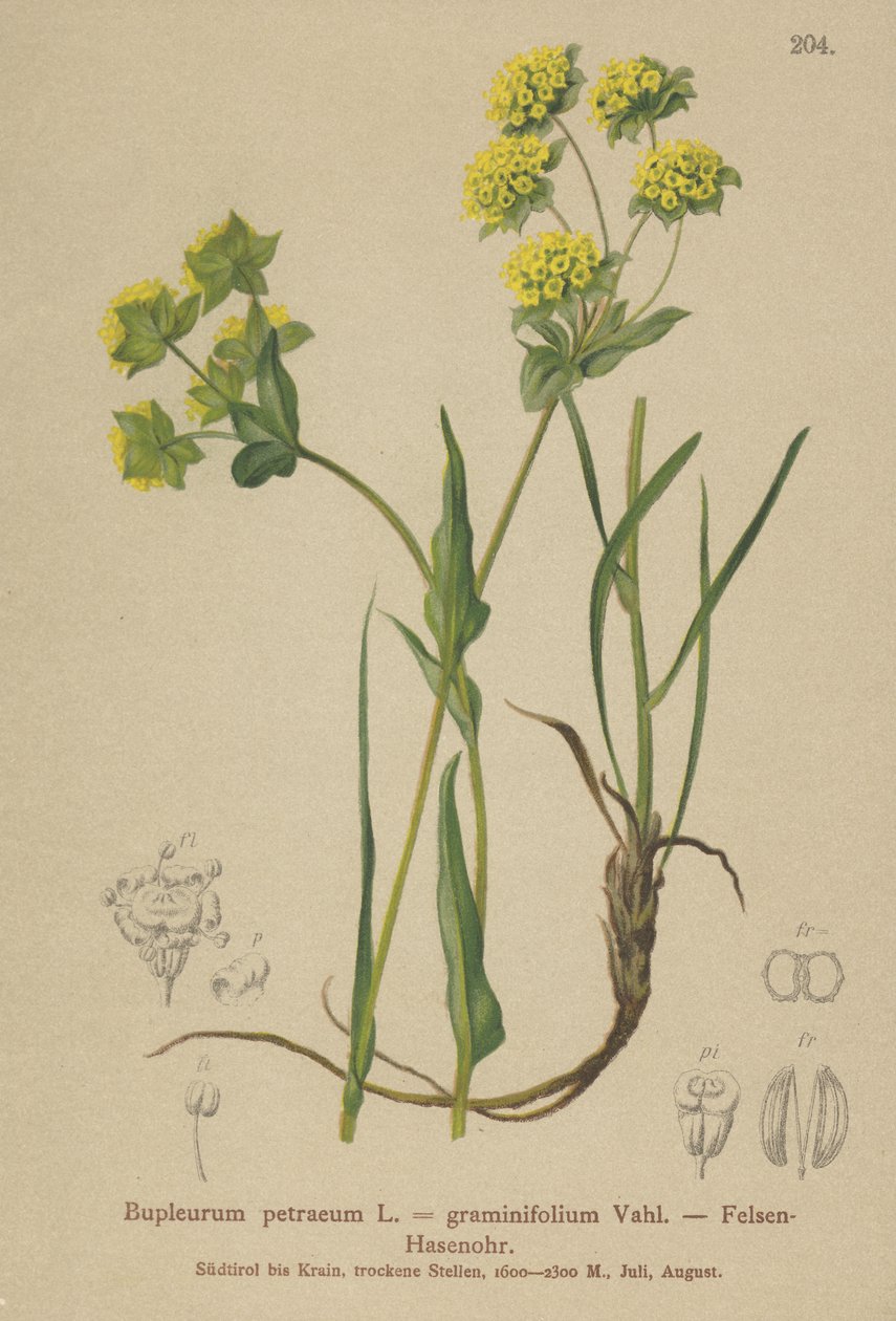 Steinhareøre (Bupleurum petraeum, Bupleurum graminifolium) av German School