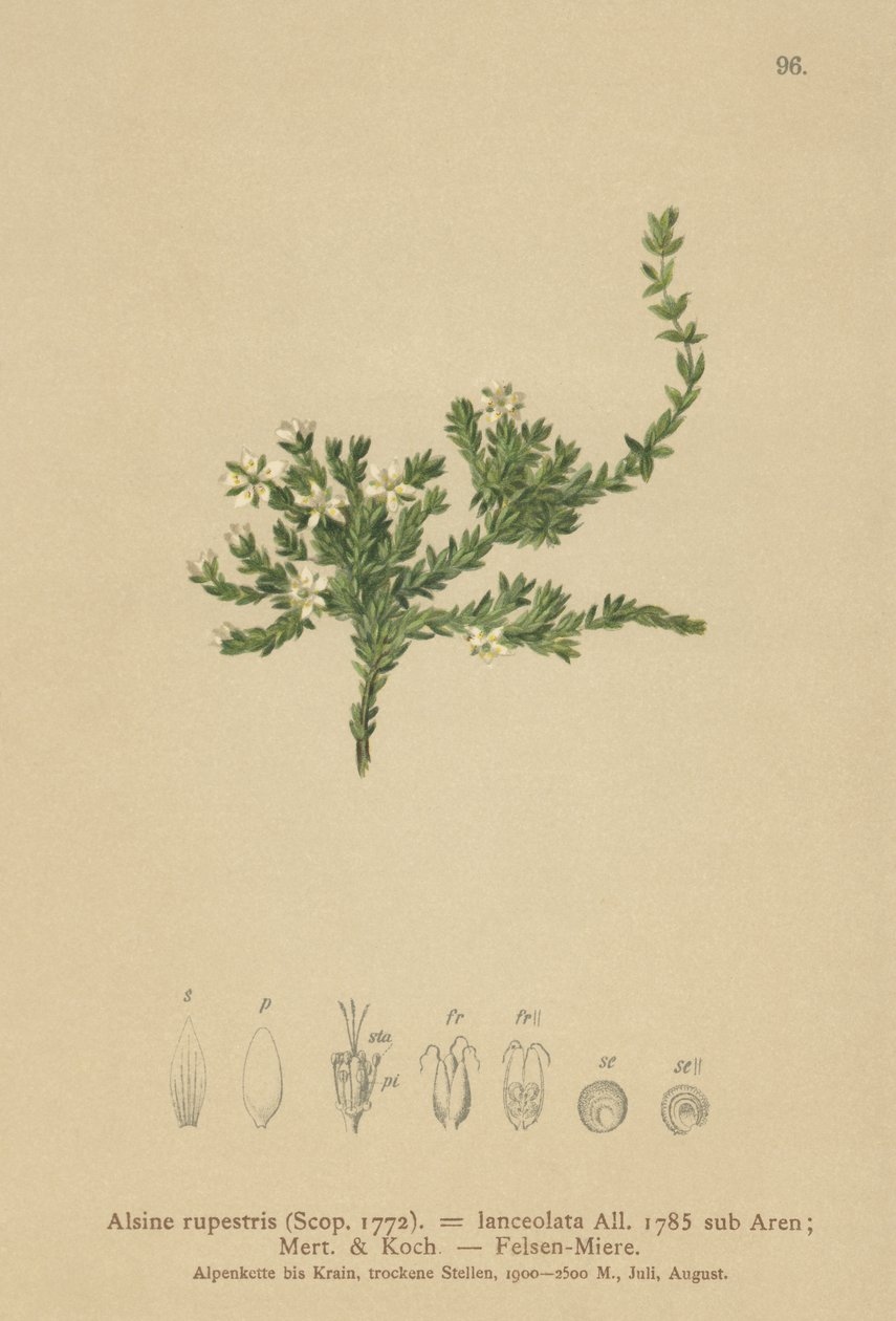 Rock Stitchwort (Alsine rupestris, Alsine lanceolata, Minuartia rupestris) av German School