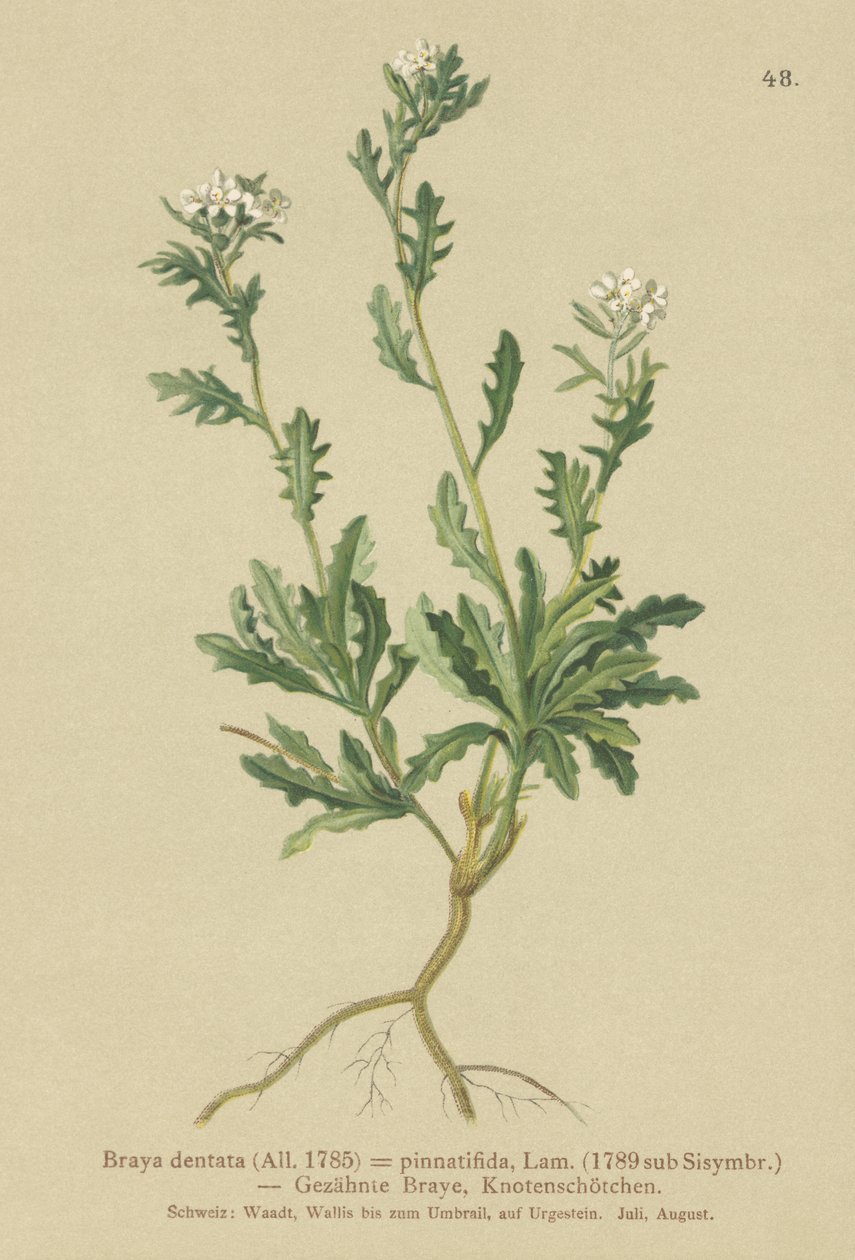 Bergkarse (Braya dentata, Braya pinnatifida, Murbeckiella pinnatifida, Arabette pennatifida, Grass Cornacchia pennatifida) av German School