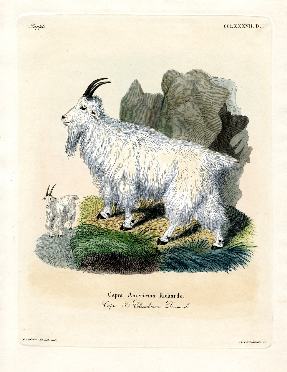 Rocky Mountain Goat (farget gravering) av German School
