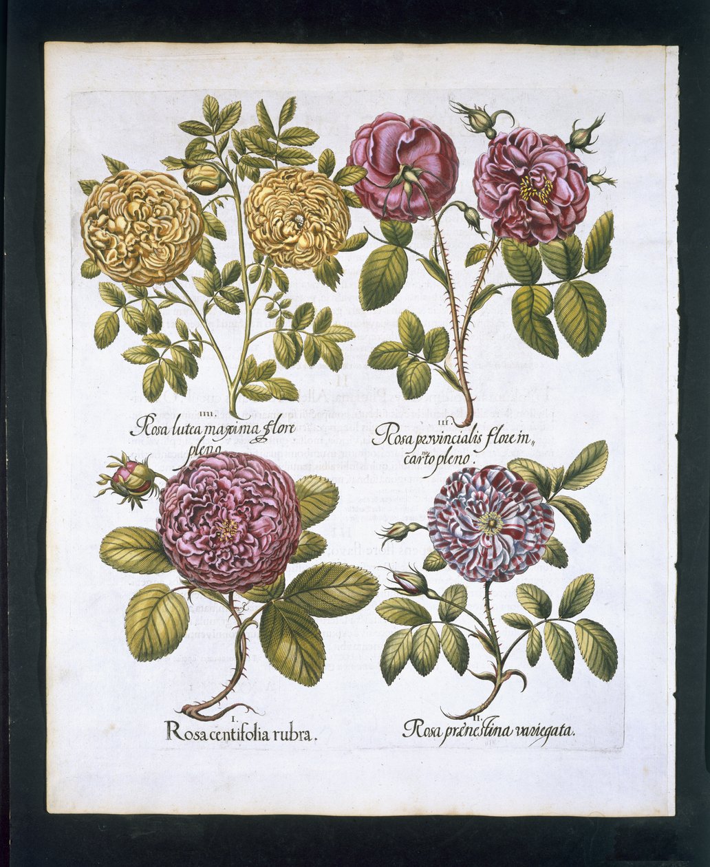 Roser, tallerken 95 fra Hortus Eystettensisby Basil Besler (1561-1629) pub. 1613 (håndfarget gravering) av German School