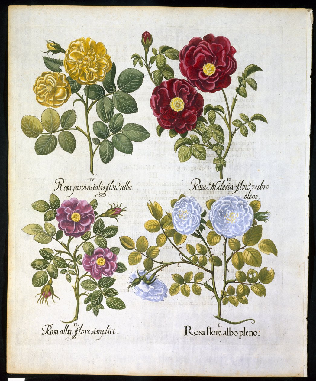 Roses, plate 96 fra Hortus Eystettemsis av Basil Besler (1561-1629) pub i 1613 (håndfarget gravering) av German School