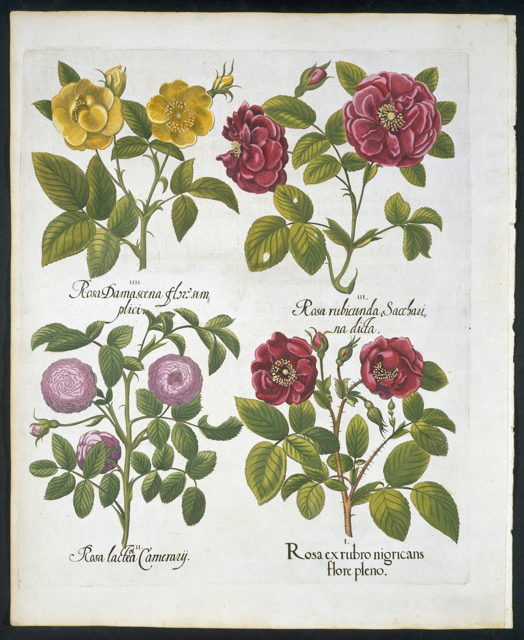 Roser, plate 96 fra Hortus Eystettensis av Basil Besler (1561-1629) pub 1613 (håndfarget gravering) av German School