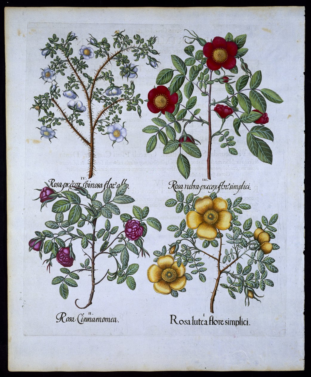 Roser, tallerken 98 fra Hortus Eystettensisby Basil Besler (1561-1629) pub. 1613 (håndfarget gravering) av German School