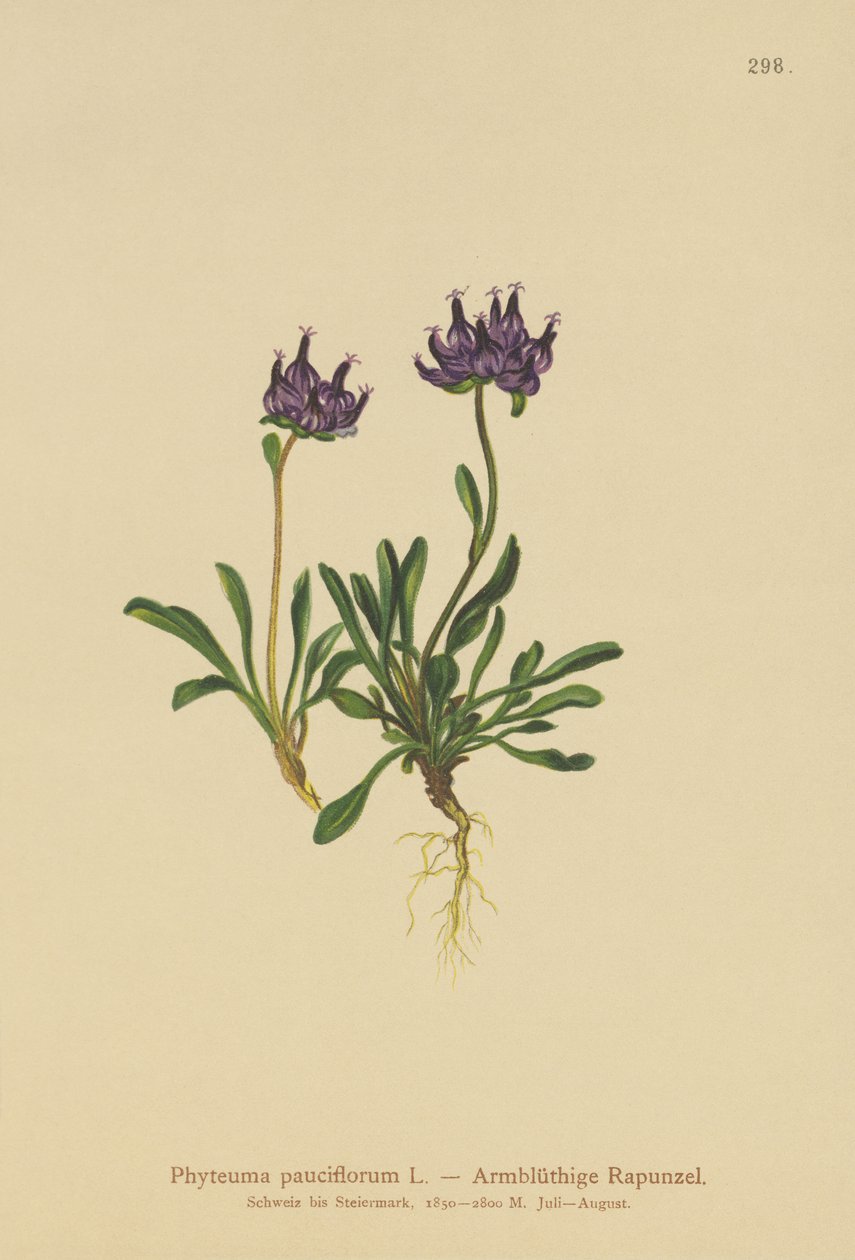 Rampion med rund hode (Phyteuma pauciflorum, Rapunculus pauciflorus, Phyteuma globulariifolium) av German School