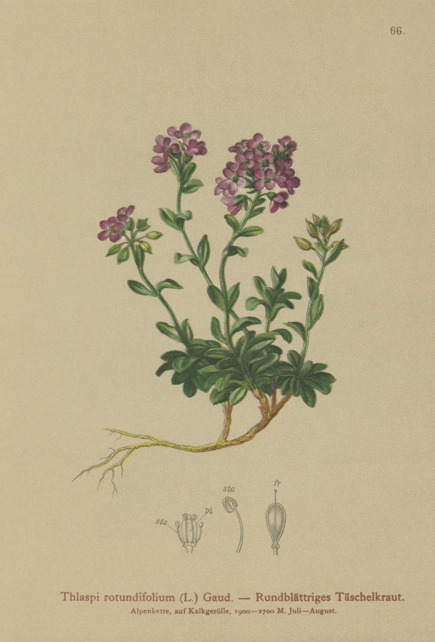 Rundbladet krasse (Thlaspi rotundifolium, Noccaea rotundifolia, Thlaspi cepaeifolium subsp. rotundifolium) av German School