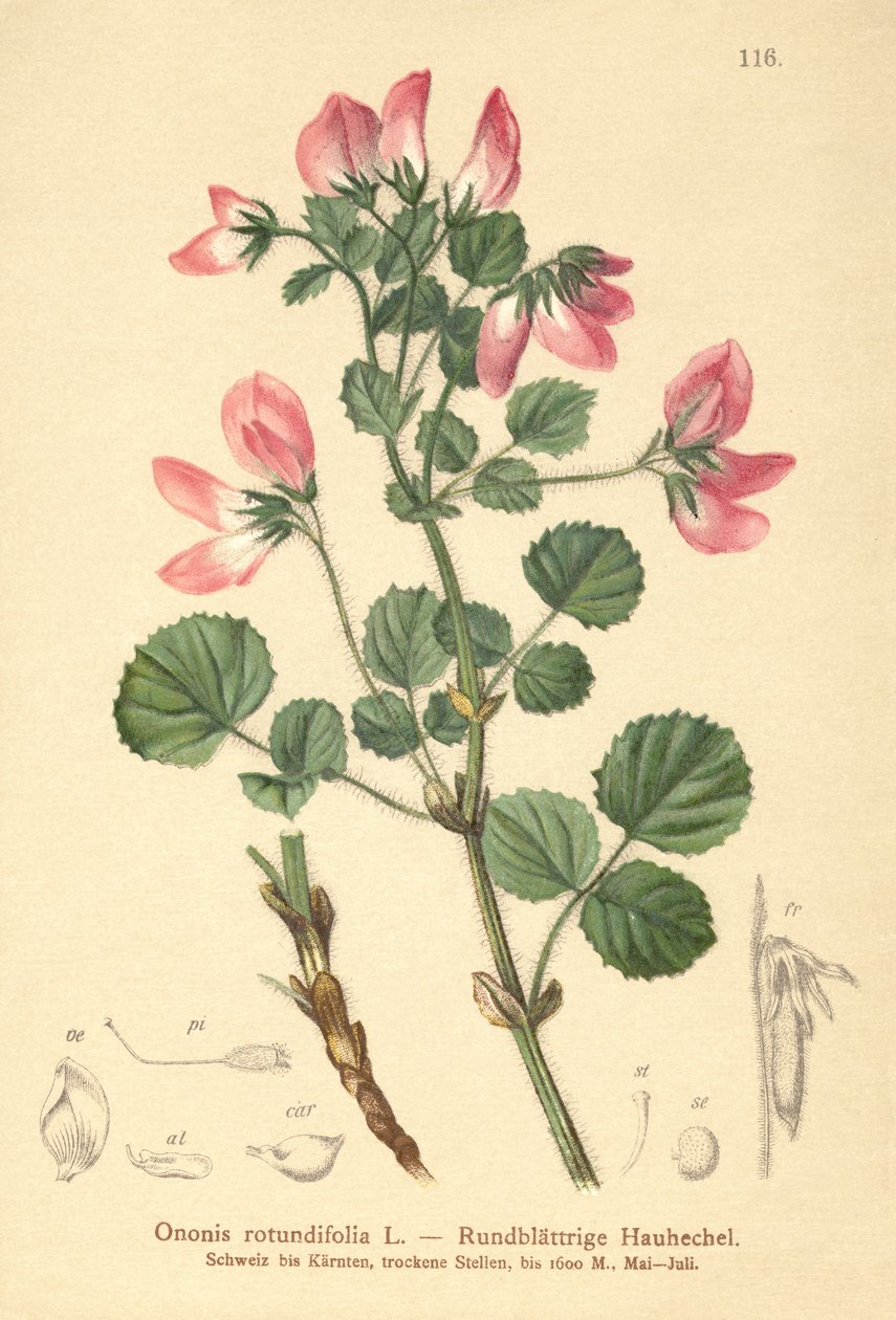 Round-leaved Restharrow (Ononis rotundifolia, Ononis tribracteata) av German School