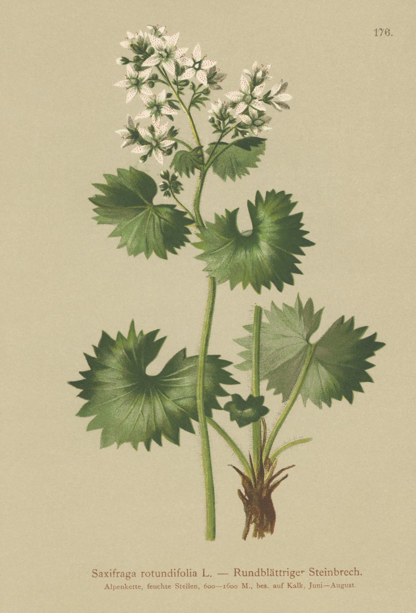 Rundbladet saxifrage (Saxifraga rotundifolia) av German School