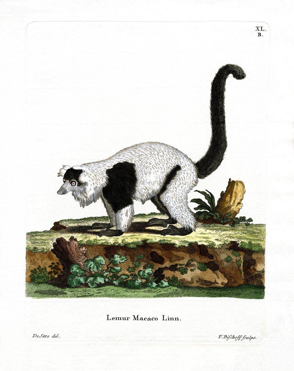 Ruffed Lemur (farget gravering) av German School