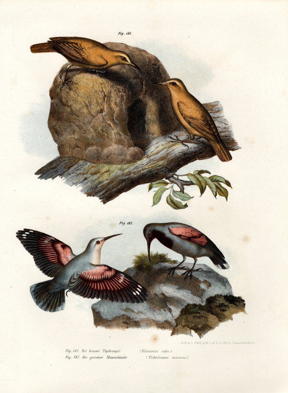 Rufous Hornero, 1864 av German School