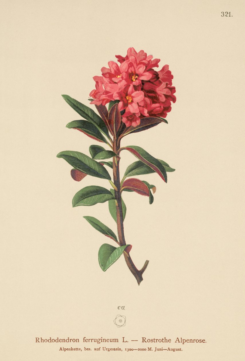 Rusty-leaved Alpenrose (Rhododendron ferrugineum) av German School
