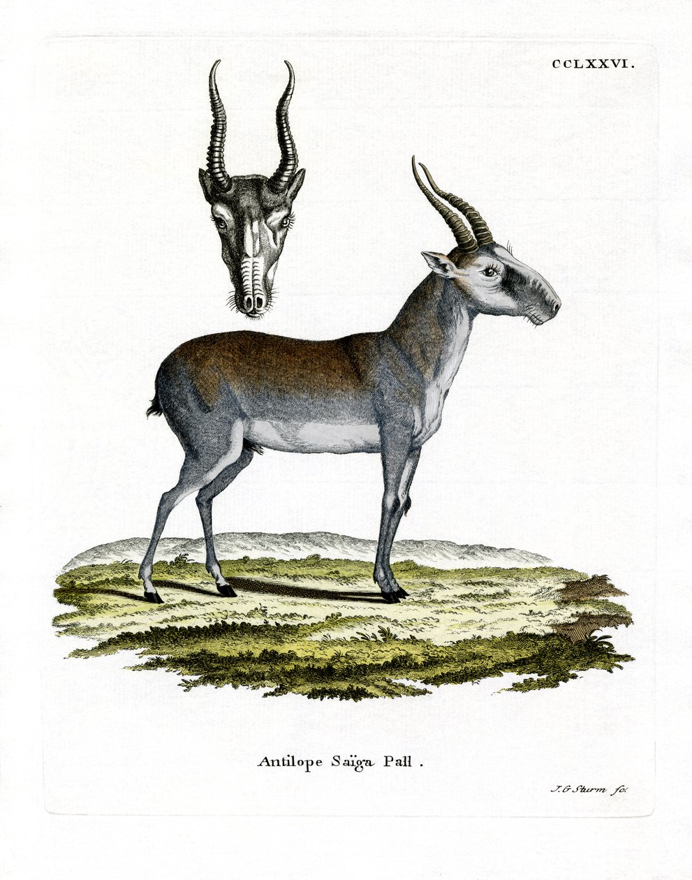 Saiga (farget gravering) av German School