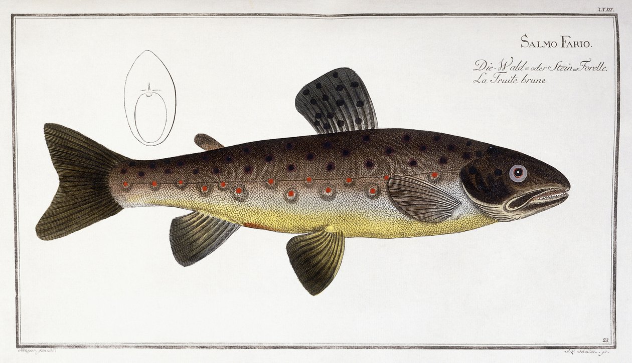 Salmo Fario av German School