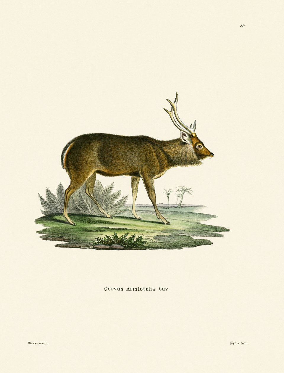 Sambar (farget gravering) av German School
