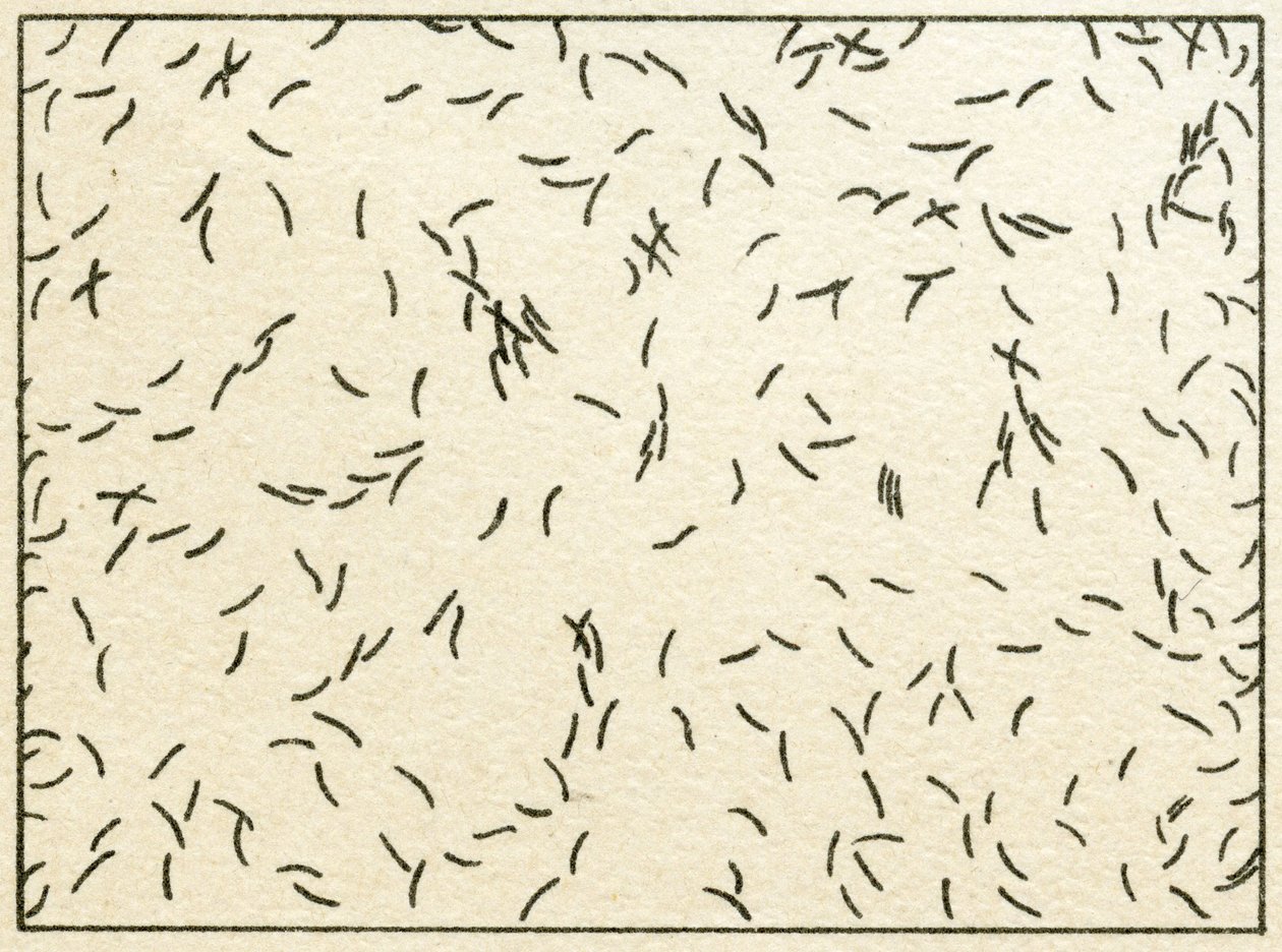 Prøve av bakterier i tappevann ca. 1890 (fargekromolitografi) av German School
