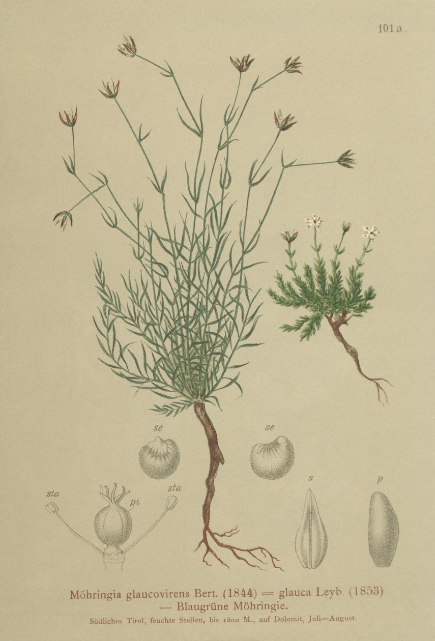 Sandurt (Moehringia glaucovirens, Möhringia glaucovirens, Möhringia glauca, Moehringia glauca, Arenaria glaucovirens) av German School