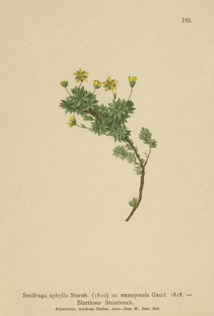 Saxifraga (Saxifraga aphylla, Saxifraga stenopetala) av German School