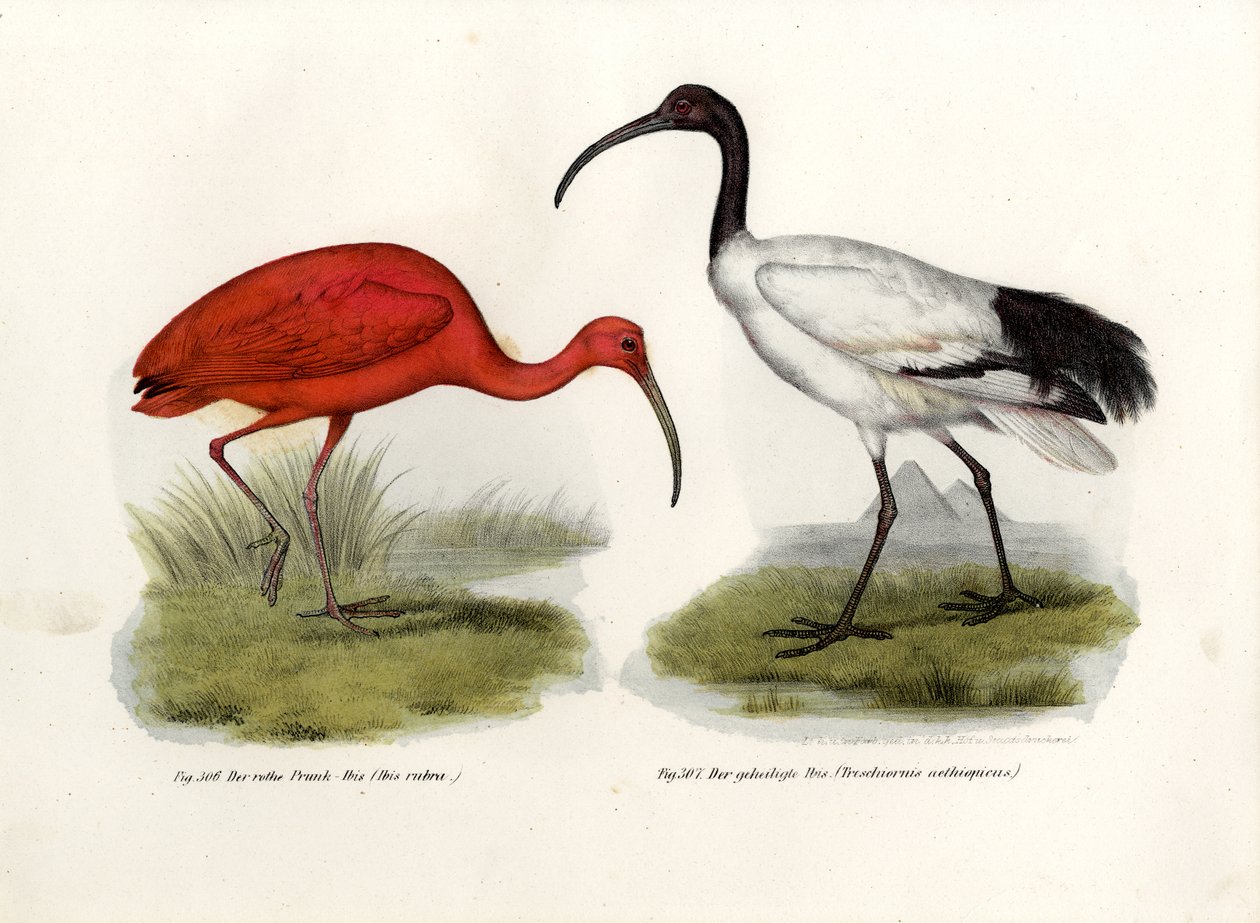 Scarlet Ibis, 1864 av German School