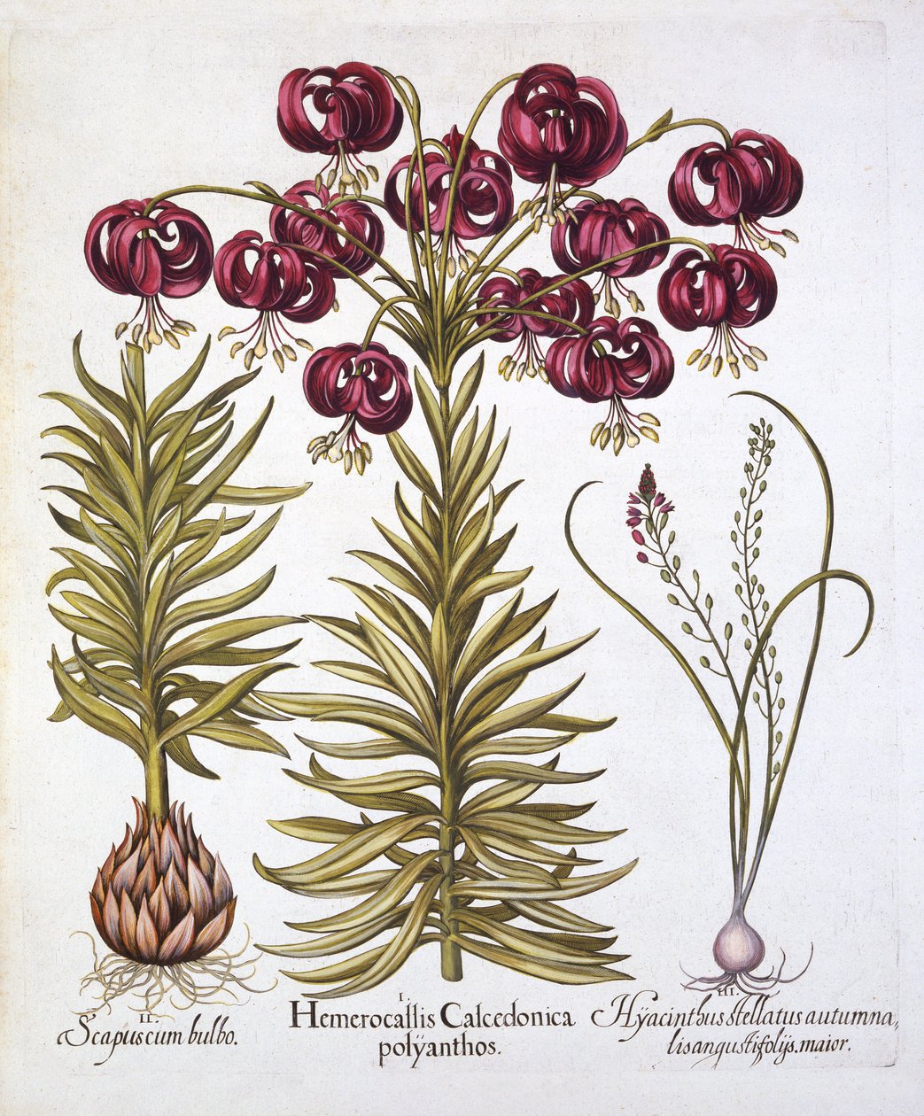 Scarlet Turks Cap Lily og Scilla Autumnalis, fra Hortus Eystettensis, av Basil Besler (1561-1629), pub. 1613 (håndfarget gravering) av German School