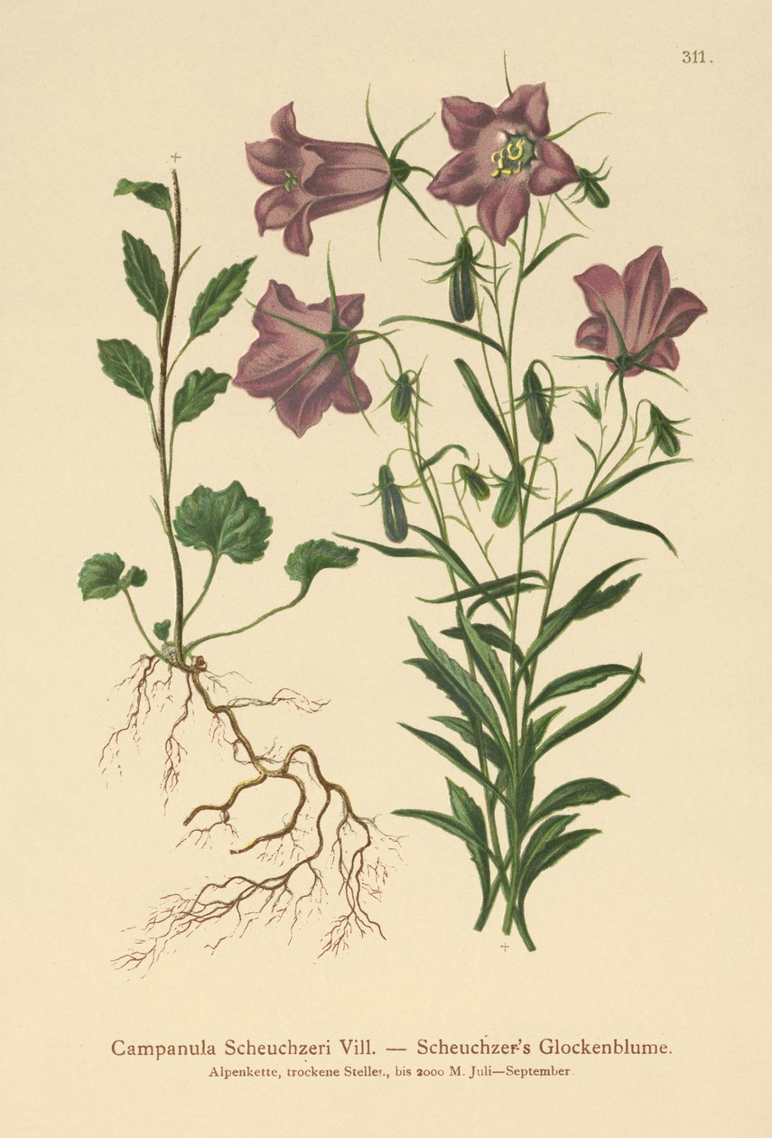 Scheuchzers klokkeblomst (Campanula Scheuzeri) av German School