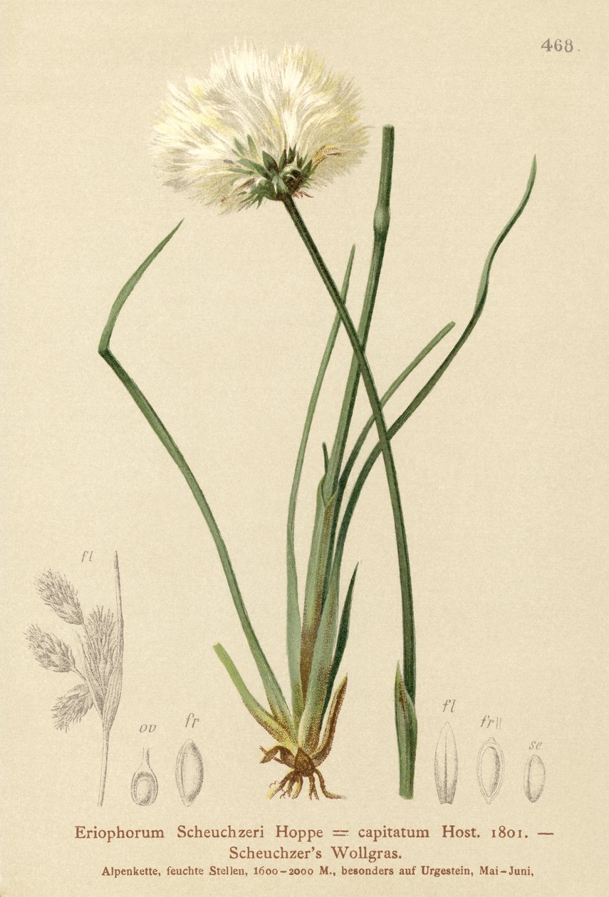 Scheuchzers bomullsgress (Eriophorum Scheuchzeri, Eriophorum capitatum) av German School