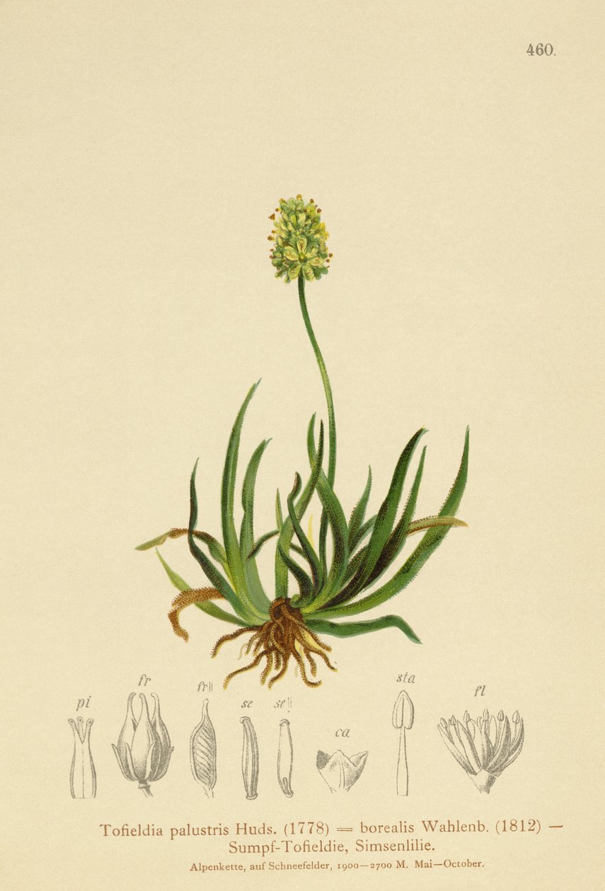 Skotsk asfodel (Tofieldia calyculata, Tofieldia palustris, Tofieldia borealis, Tofieldia pusilla) av German School