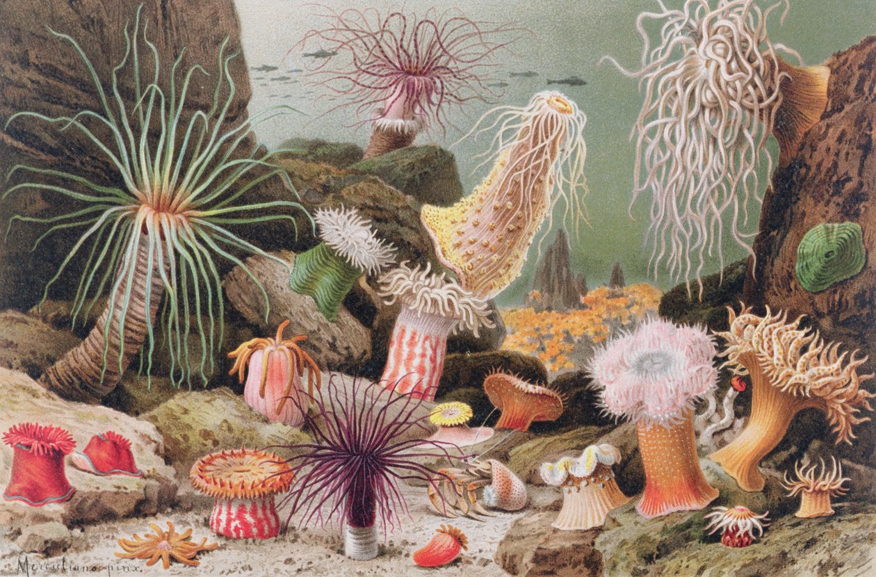 Sea Anemone, plate fra Brehms Animal Life: General Knowledge of the Animal Kingdom, vol.10, s.581, utgitt av Bibliografisk Institutt, 1893 av German School