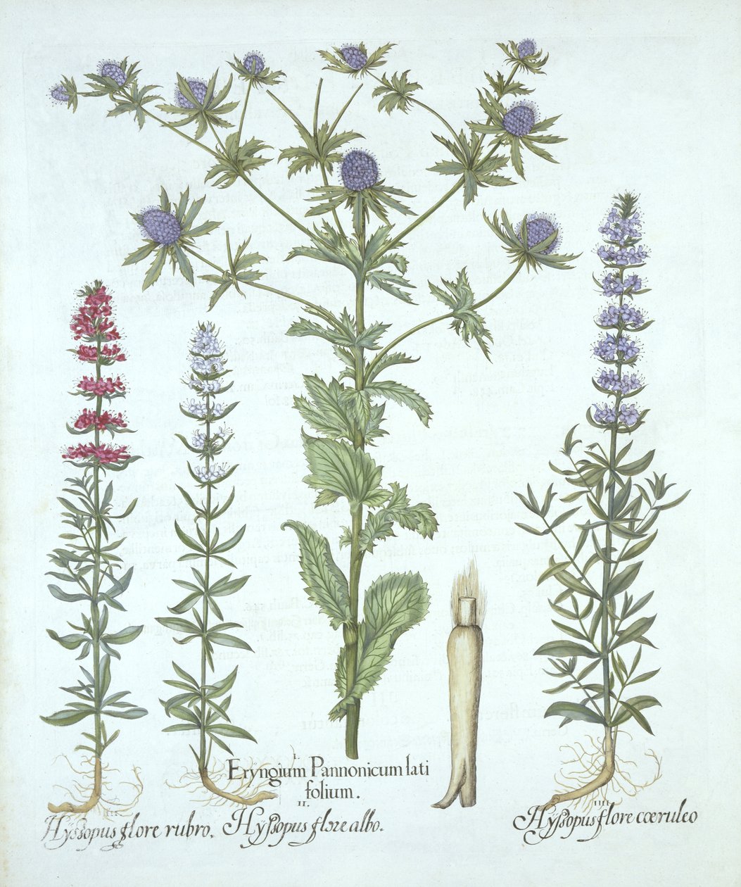 Sea Holly and Three Kinds of Hyssop, fra Hortus Eystettensis, av Basil Besler (1561-1629), pub. 1613 (håndfarget gravering) av German School