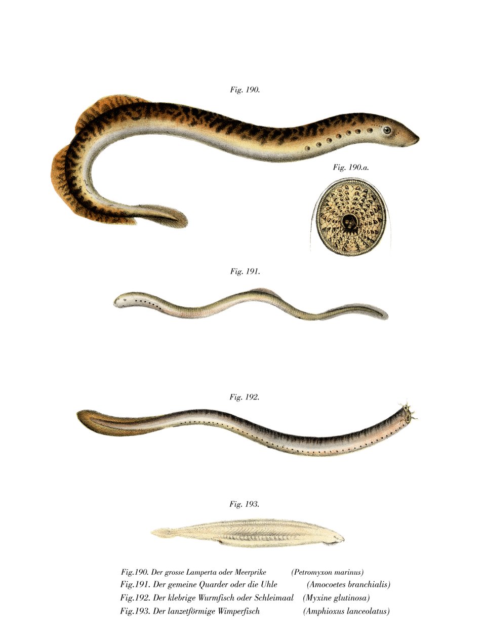 Sea Lamprey (farge litho) av German School